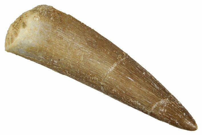 Fossil Plesiosaur (Zarafasaura) Tooth - Morocco #349829